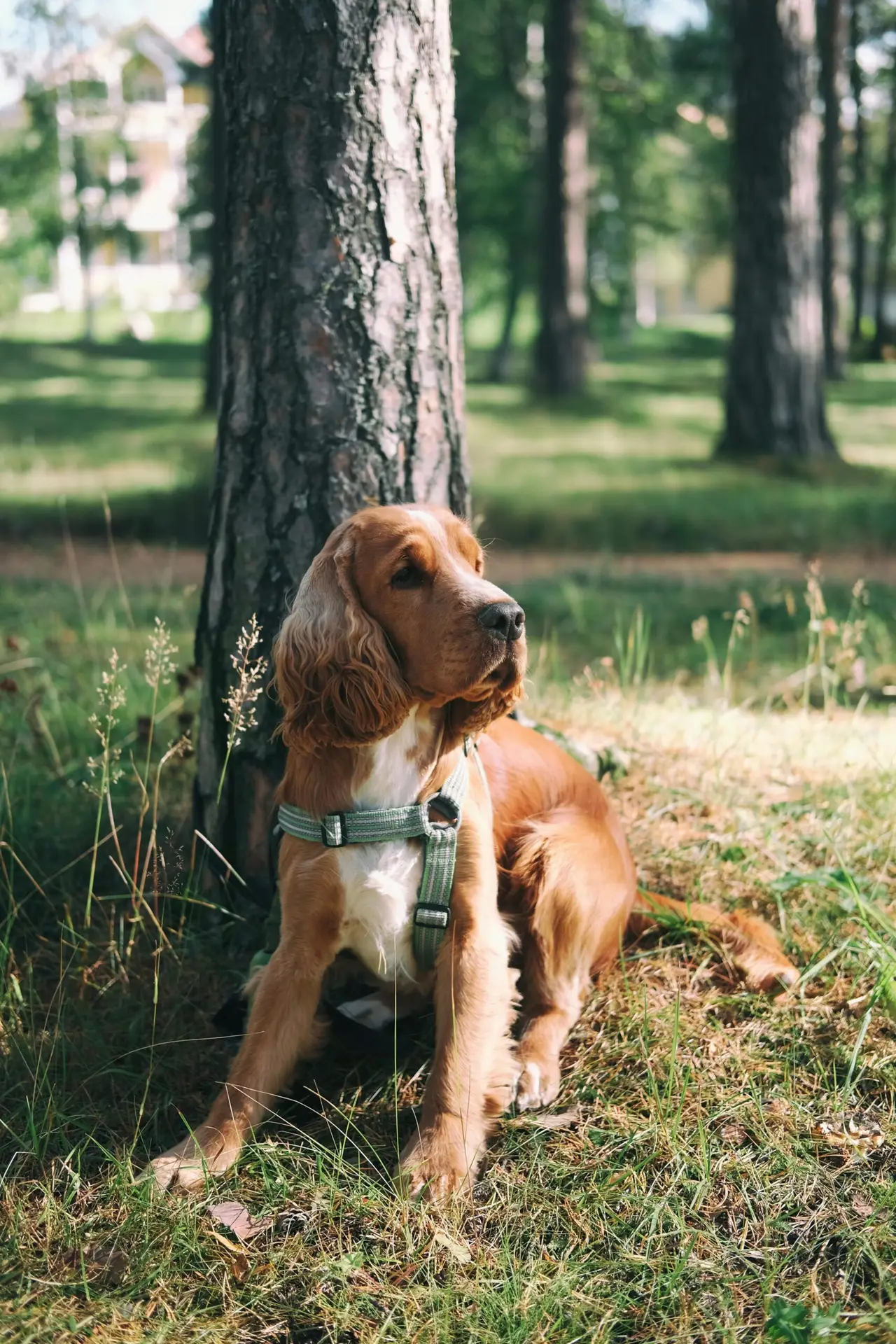 Do Dogs Have Belly Buttons?