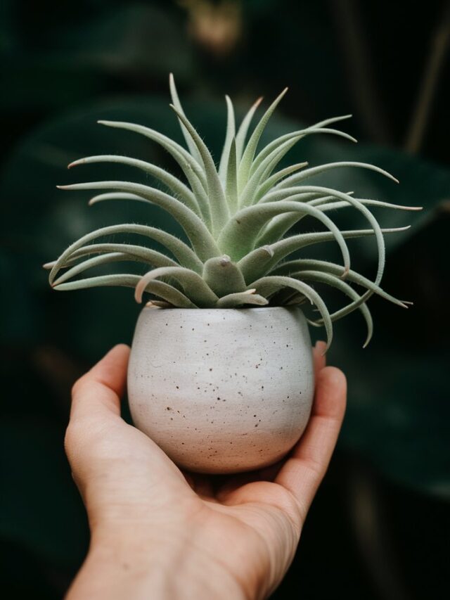 Welcome to the World of Trendy Indoor Plant Pots!